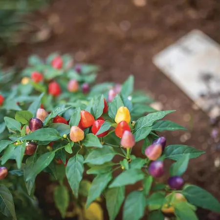 Sibenska Vi Apartamento Rogoznica (Sibenik-Knin)