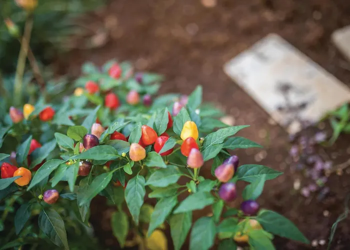 Sibenska Vi Apartamento Rogoznica (Sibenik-Knin)